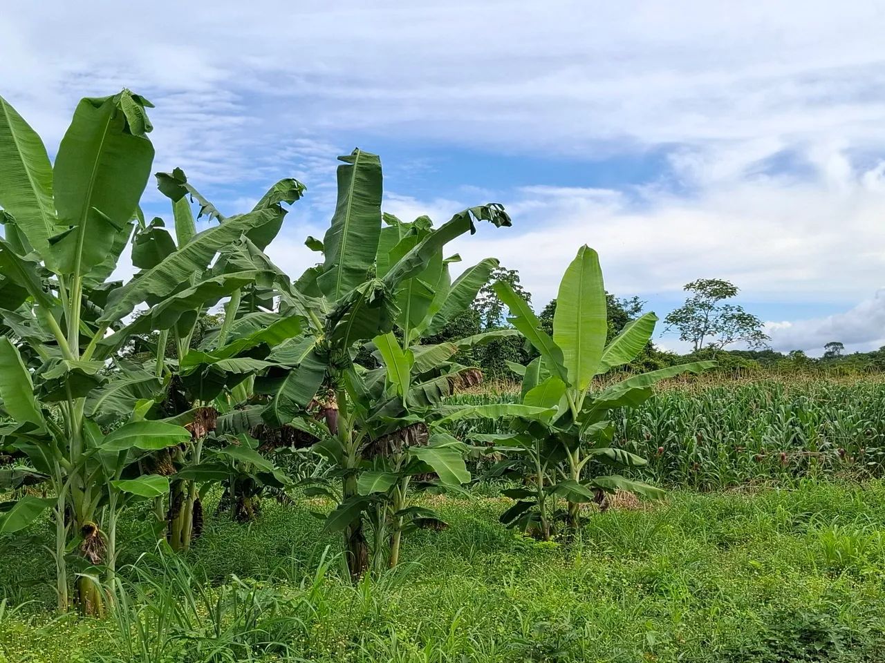 Vendo ou troco chácara 100X386m; área da vila Nova Esperança, Bonfim, há 52 km/Boa Vista. - Foto 7