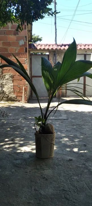 Coqueiro para plantio
