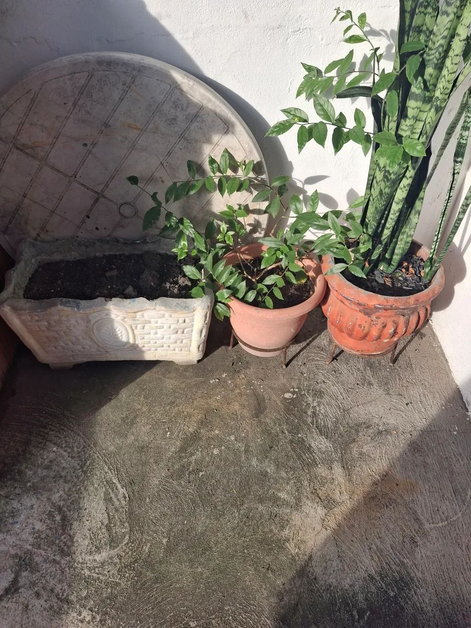 Vaso de plantas  - Foto 5
