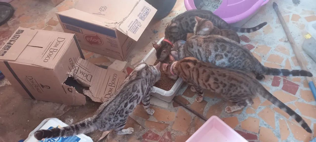Gatos bengal  - Foto 2