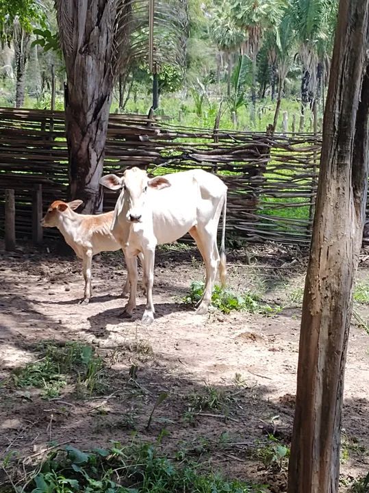 Garrotas de recria  - Foto 4