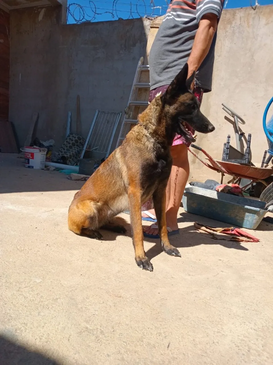 Doa-se cadela pastor belga malinois