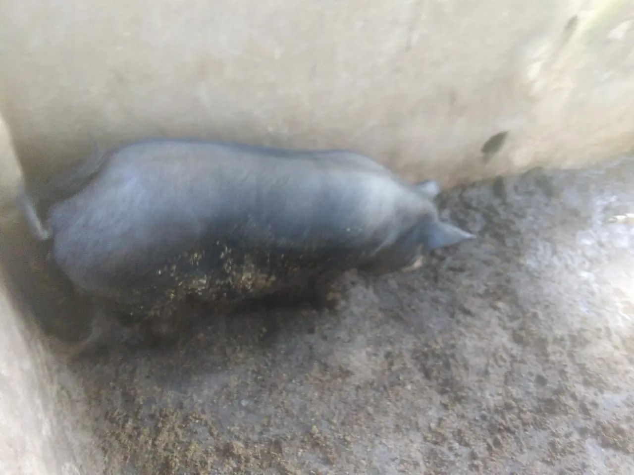 PORCO CAIPIRA - Foto 5