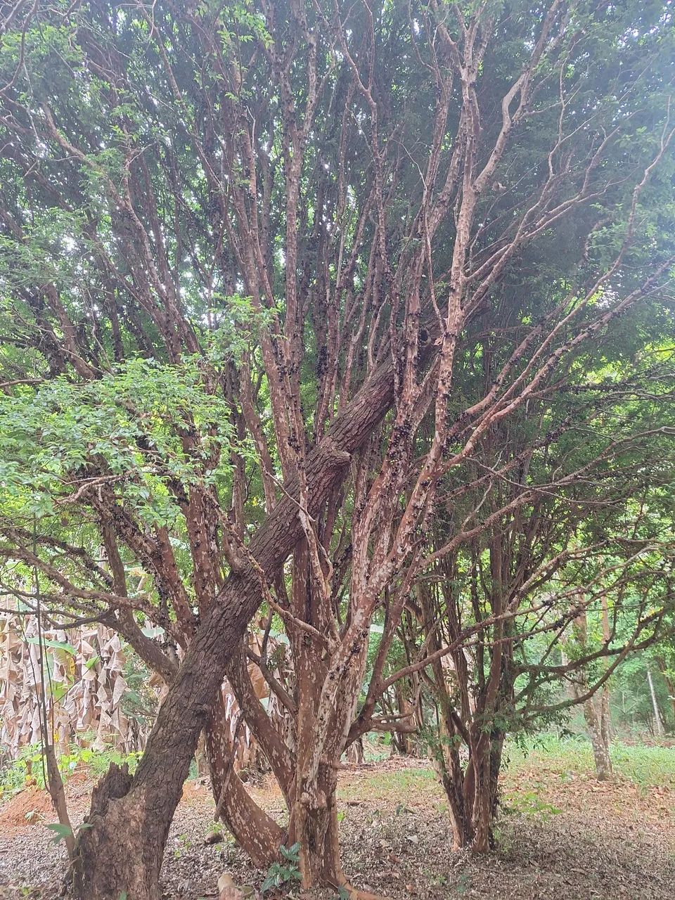 Jabuticaba sabara adulta  - Foto 4