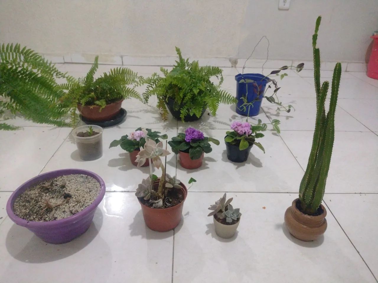 Estou doando essas plantas estou mudando para outro estado - Foto 4