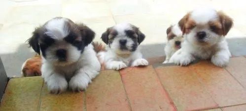 Lindos filhotes de shihtzu mini c garantia e micro chip  - Foto 3