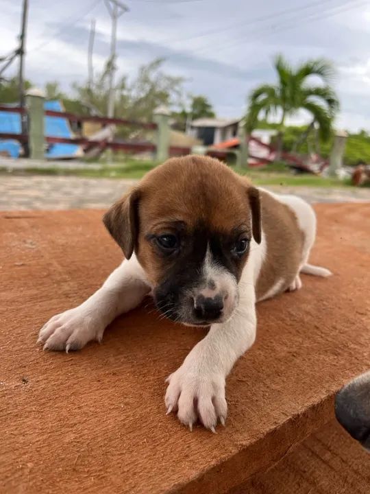 Cachorrinhos comuns - Foto 2