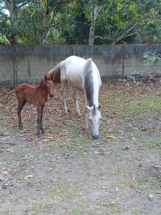 Vende-se Égua e potra mangalarga machador  - Foto 2
