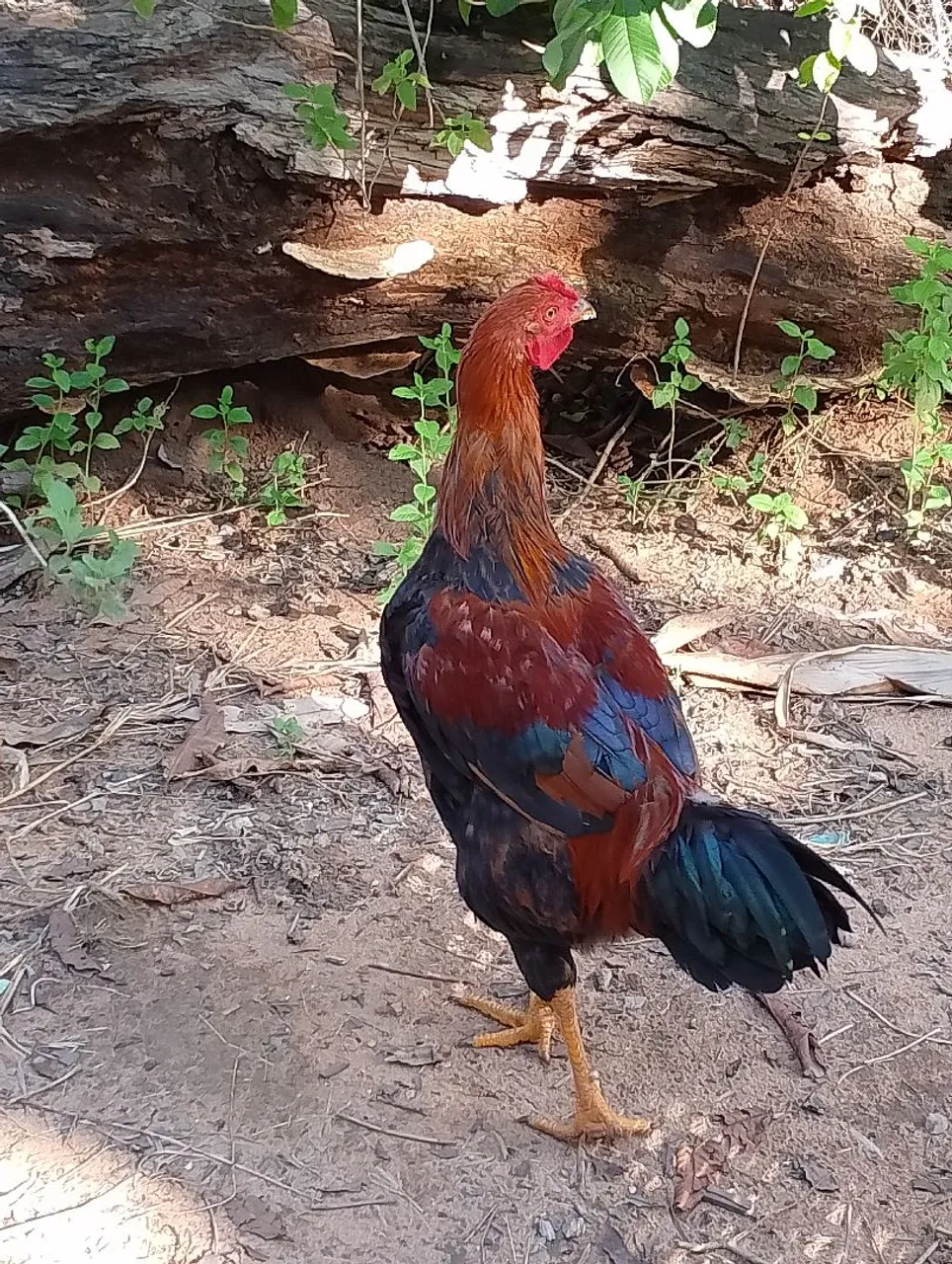 Frango caipira