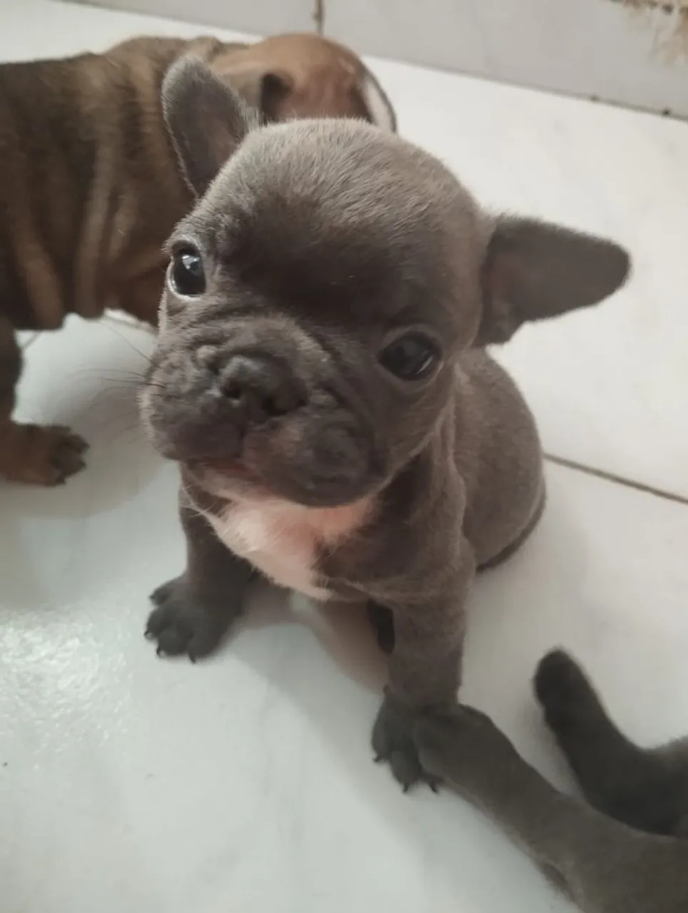 Filhote de Bulldog Francês exóticos.