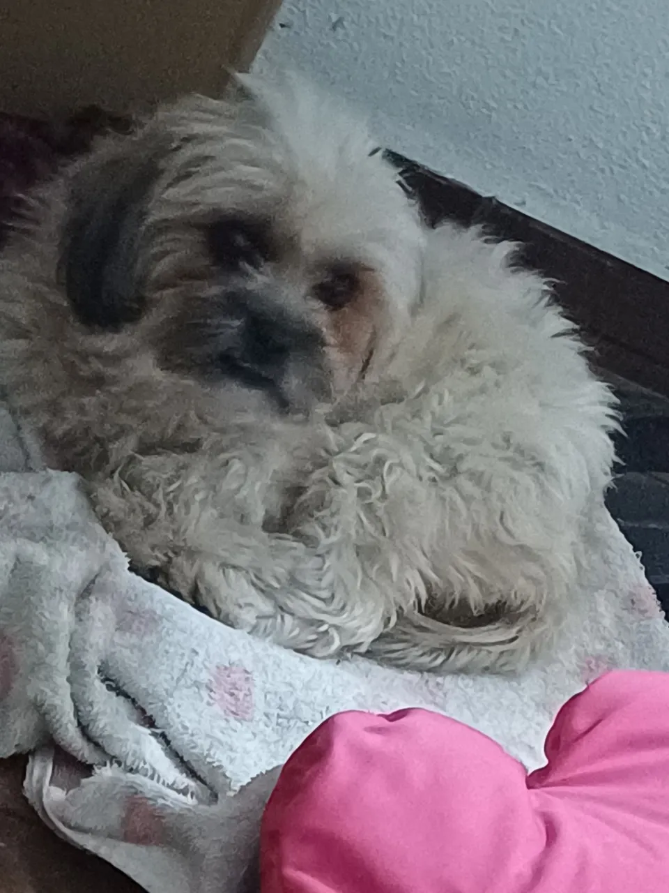 Shih Tzu vendo 10 meses