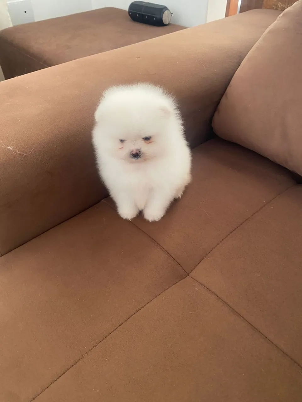 Filhote de Spitz Alemão macho
