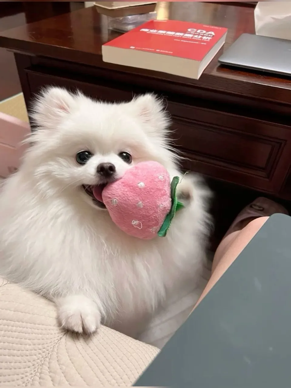Filhote fofo de Spitz Alemão com brinquedo