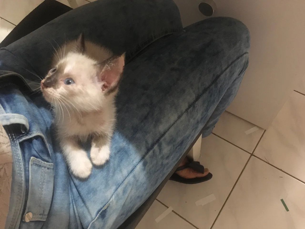 Gatinha Siamês disponível para adoção