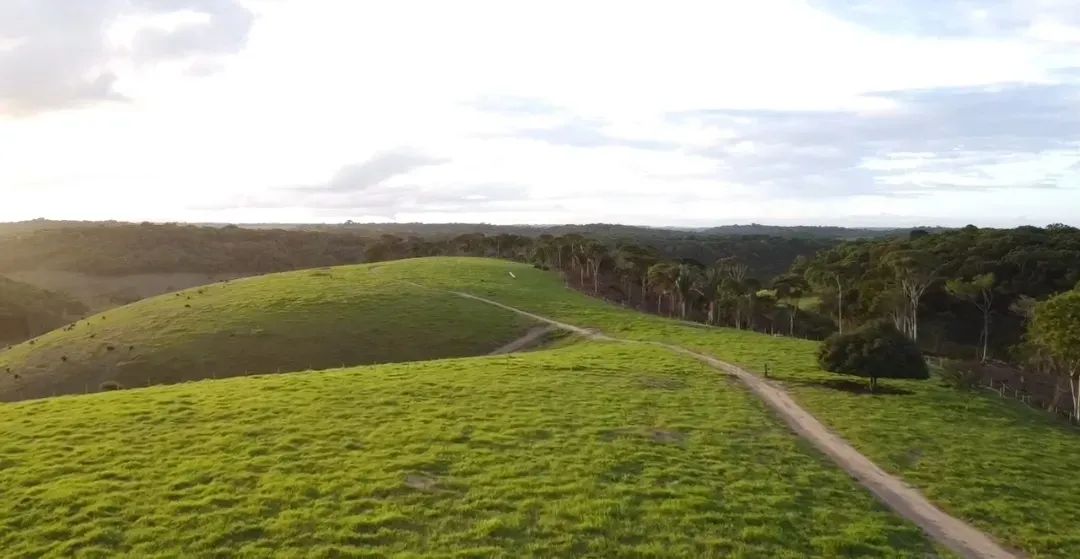 Lindíssima e Excelente Fazenda em Maragogi na Região Norte de Alagoas. - Foto 3