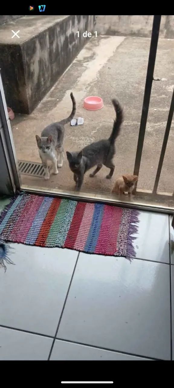 Gatinhos fofinhos para adoção!