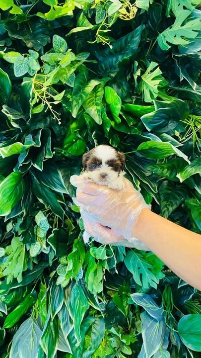 SHIh Tzu - Filhotes com Pedigree - um amor em 4 patas   - Foto 2