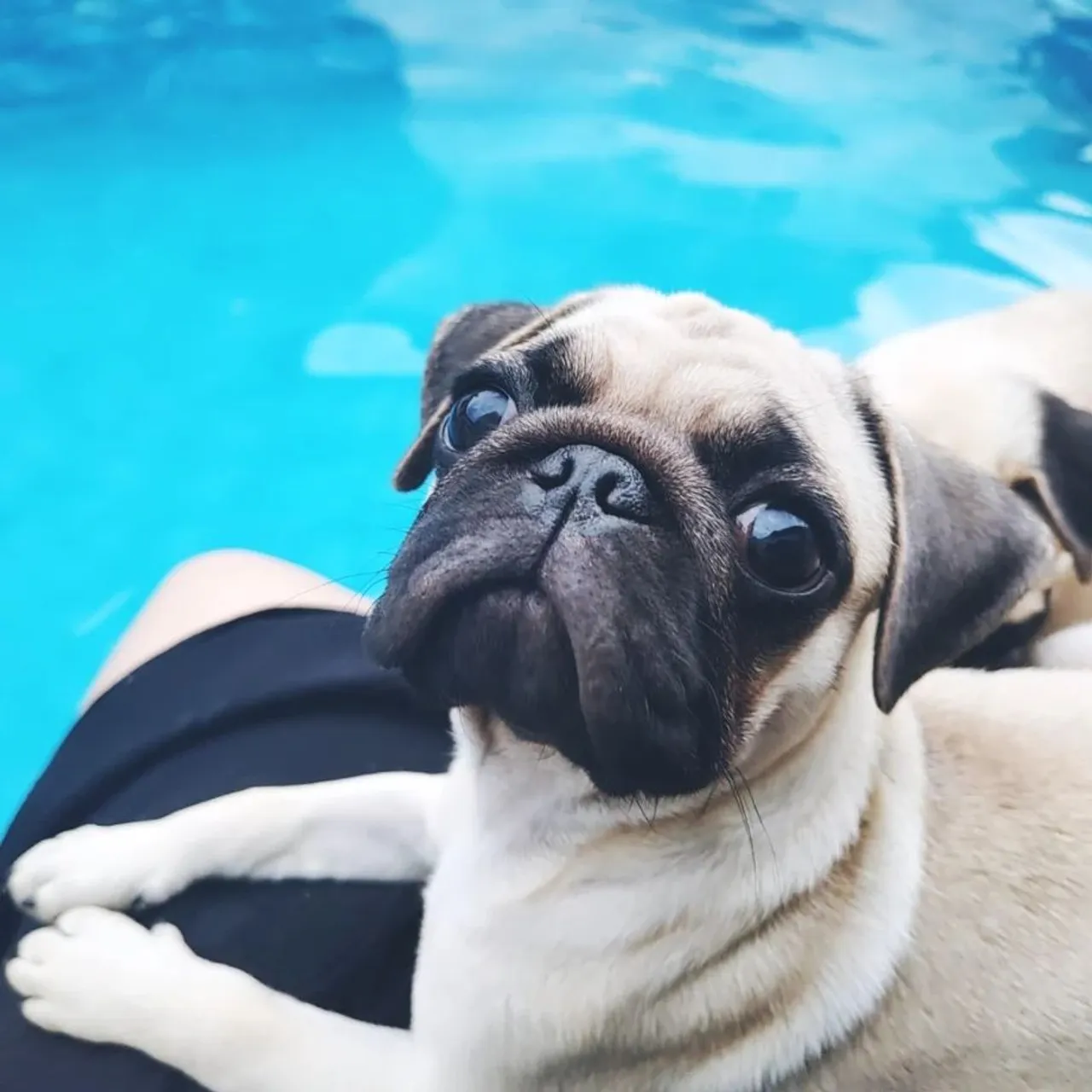 Três pugs (2 fêmeas abricot e 1 macho preto)