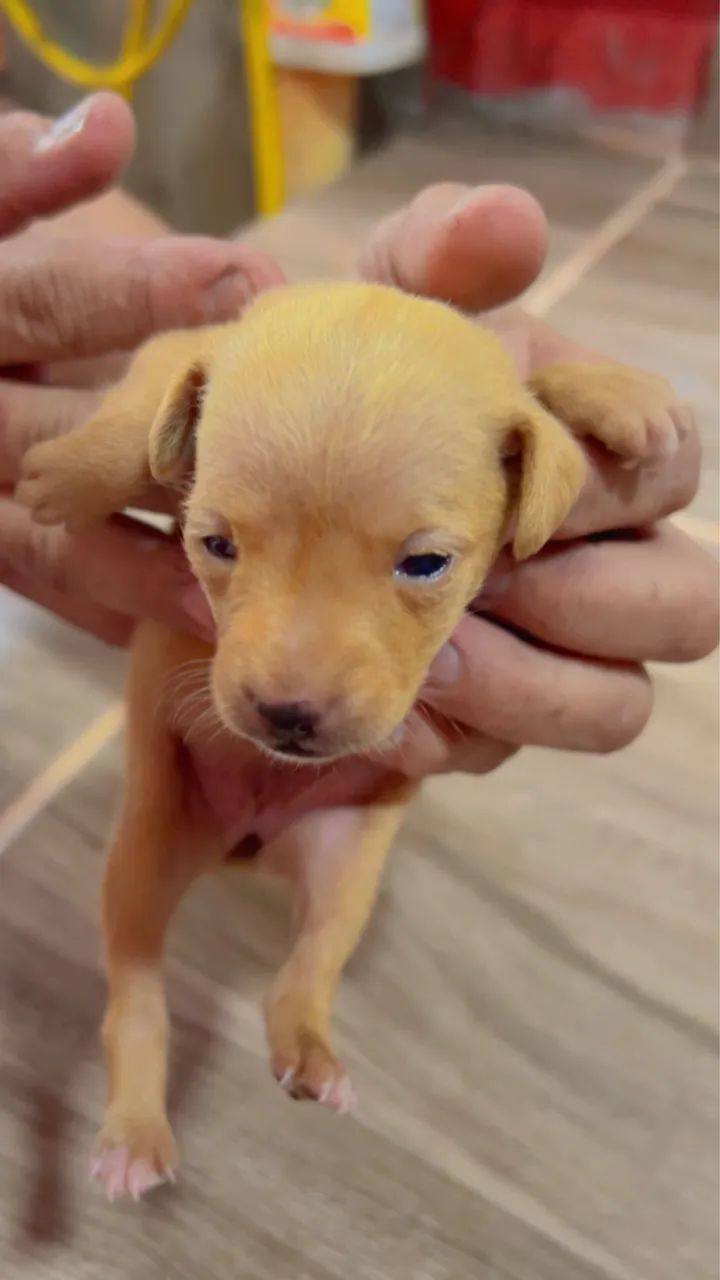 Filhote de Pinscher fêmea n:1 
