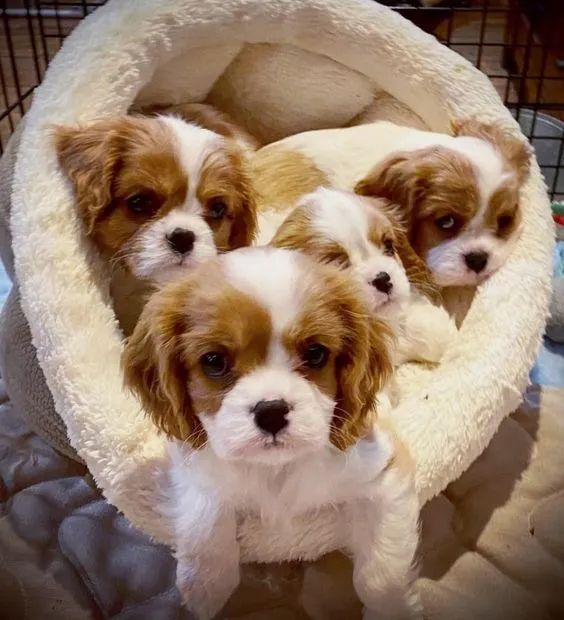 Cavalier King Charles 