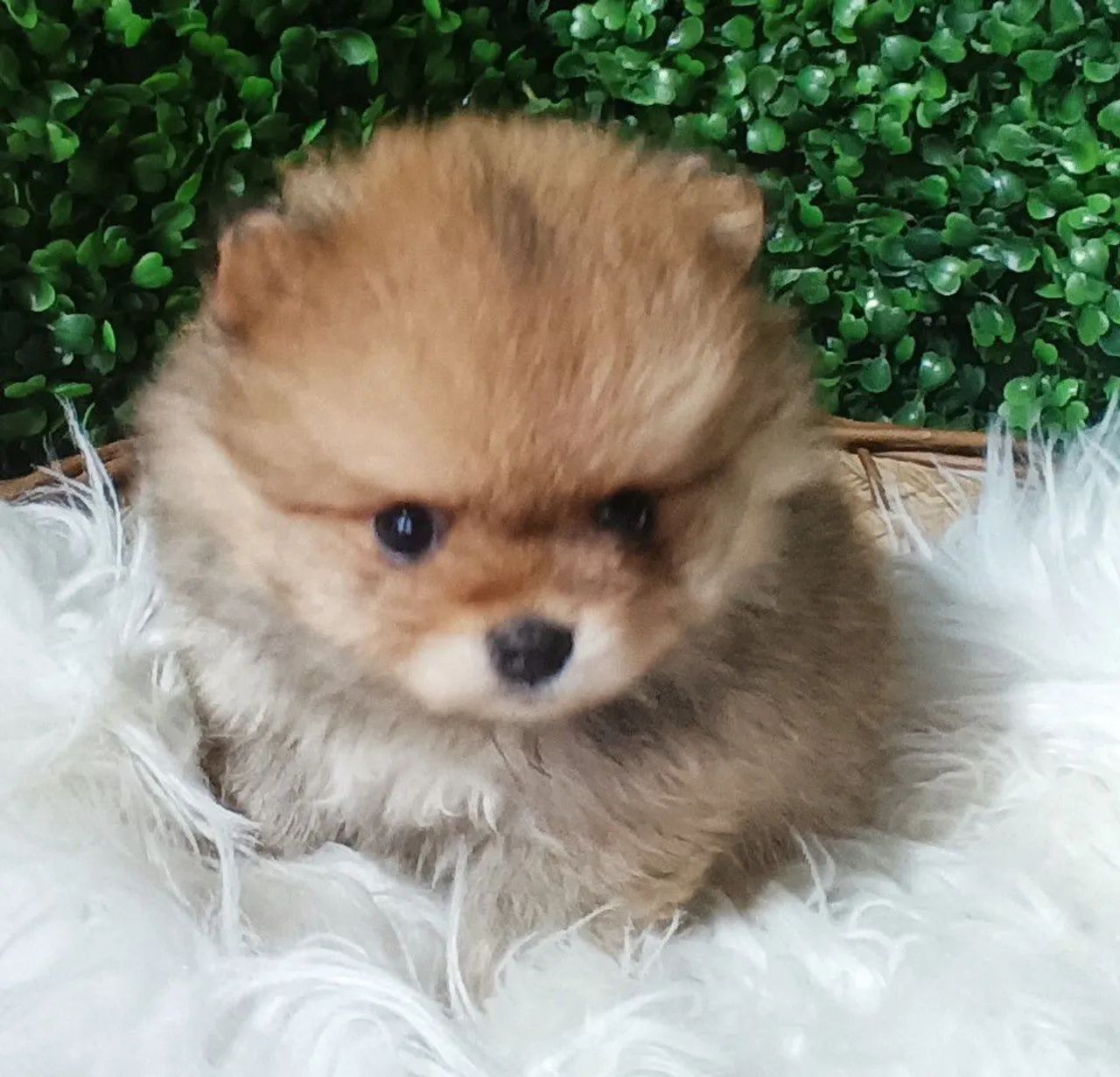 Lulu da Pomerânia anã fêmea 