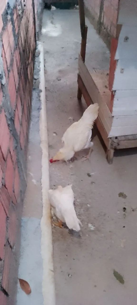 Casal de galinha carioca  - Foto 3
