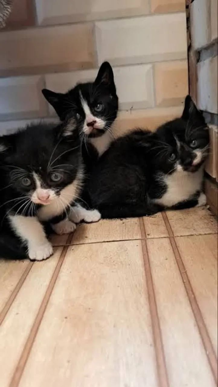 Gato para doação 