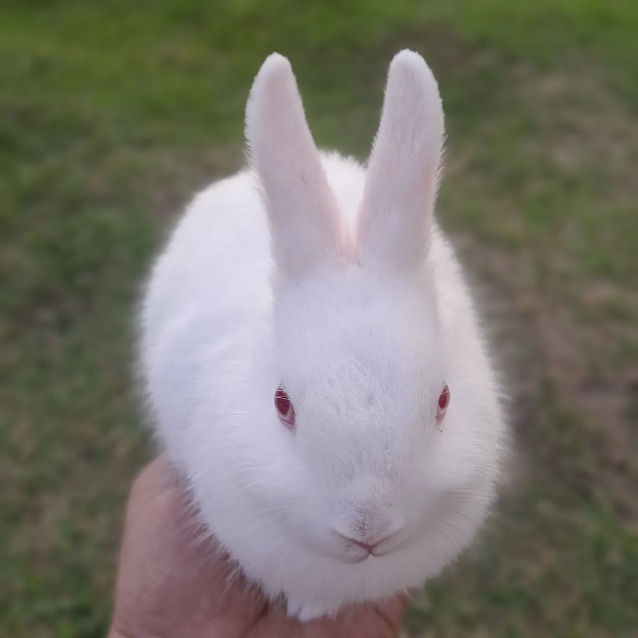 Coelho Netherland Dwarf _Mini Holandês  - Foto 4