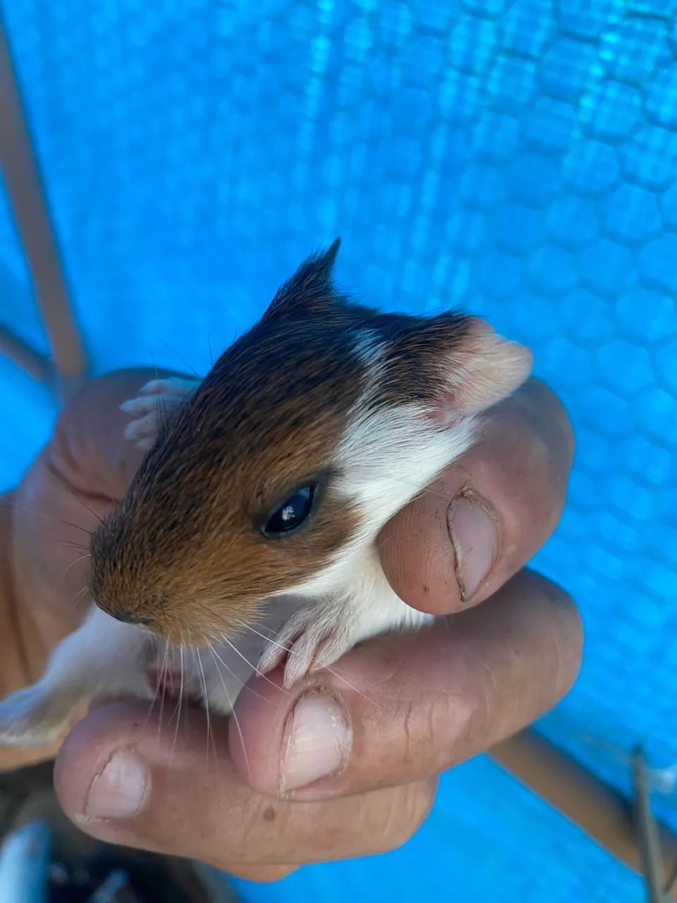 Filhotinhos de porquinho da índia para venda