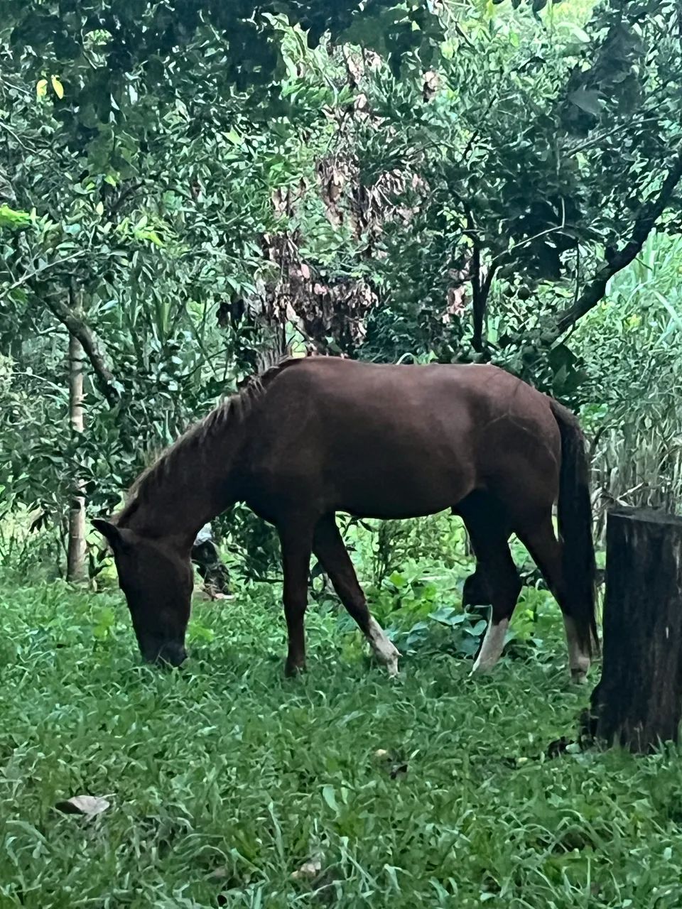 vende-se cavalo manso - Foto 3
