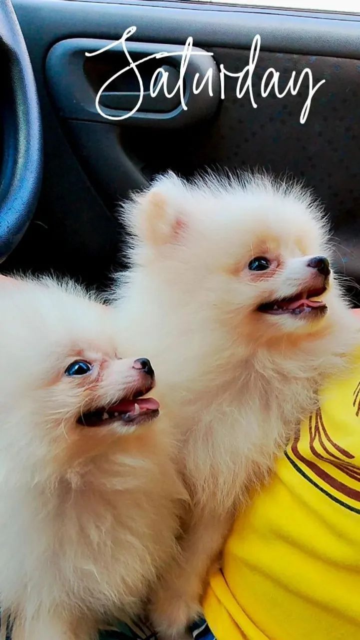 Spitz alemão macho  - Foto 3