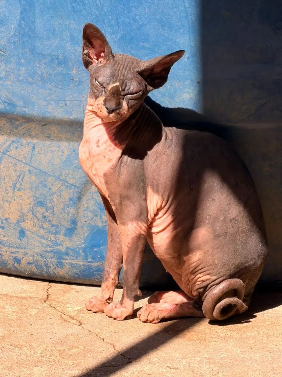 Sphynx macho reprodutor