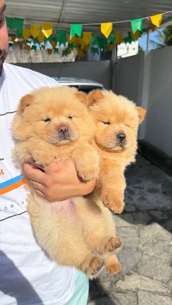 Filhote Chow Chow  - Foto 2