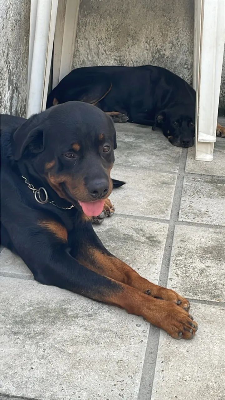 Rottweiler  - Foto 5