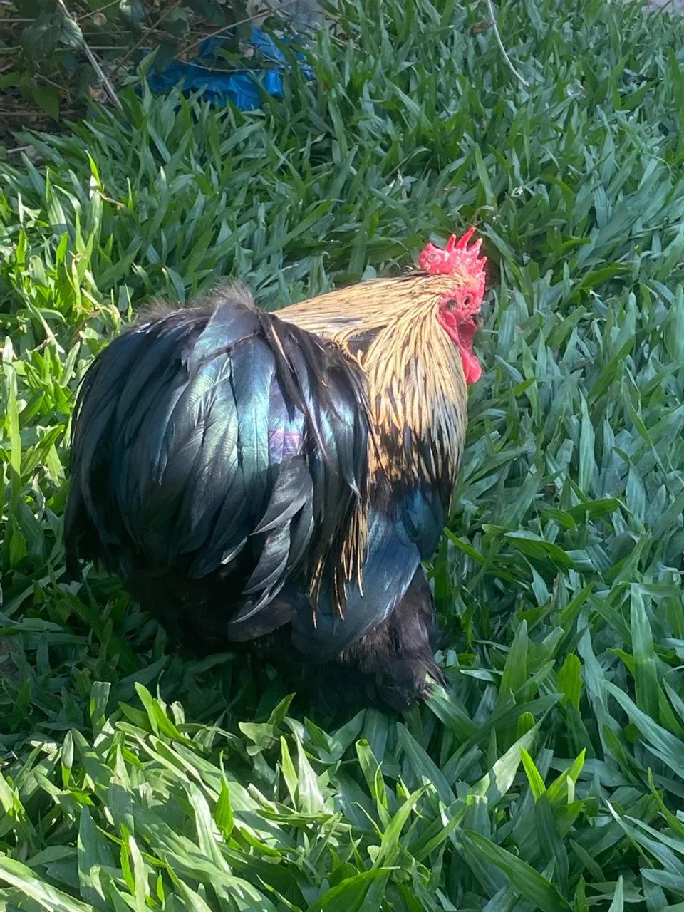 Aves ornamentais  - Foto 4