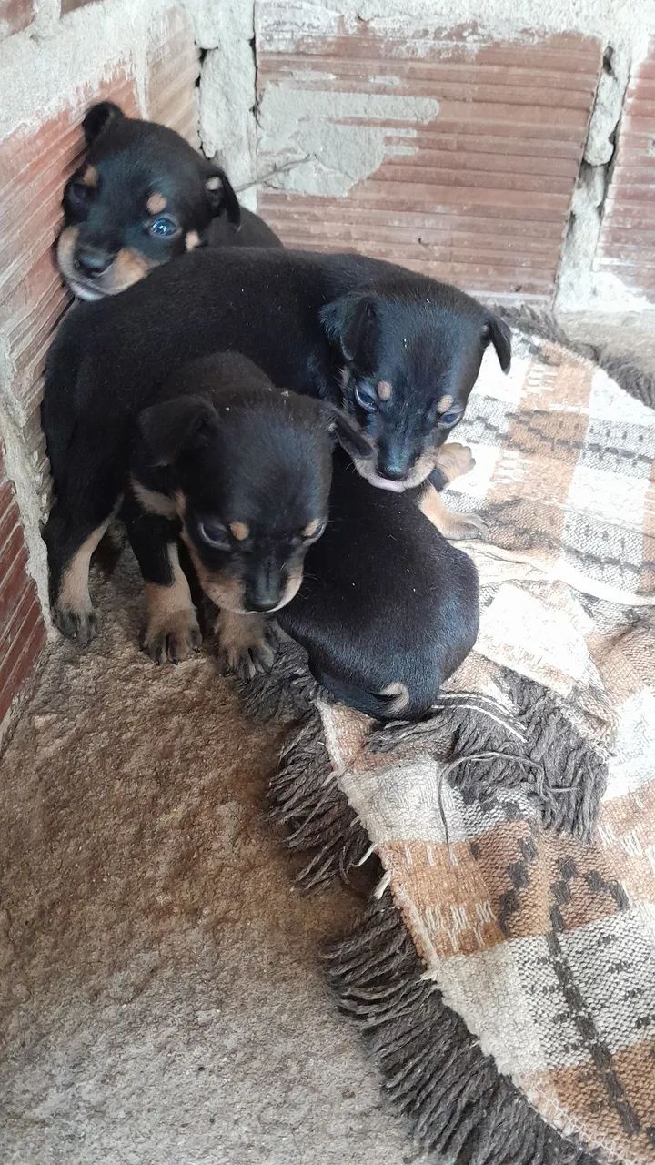 Cachorro pincher 1 - Foto 4