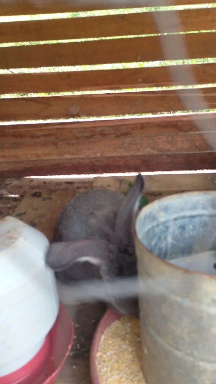 VENDA DE COELHOS 