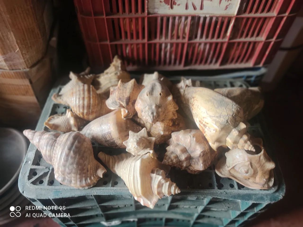 Conchas naturais tamanhos variados - Foto 3
