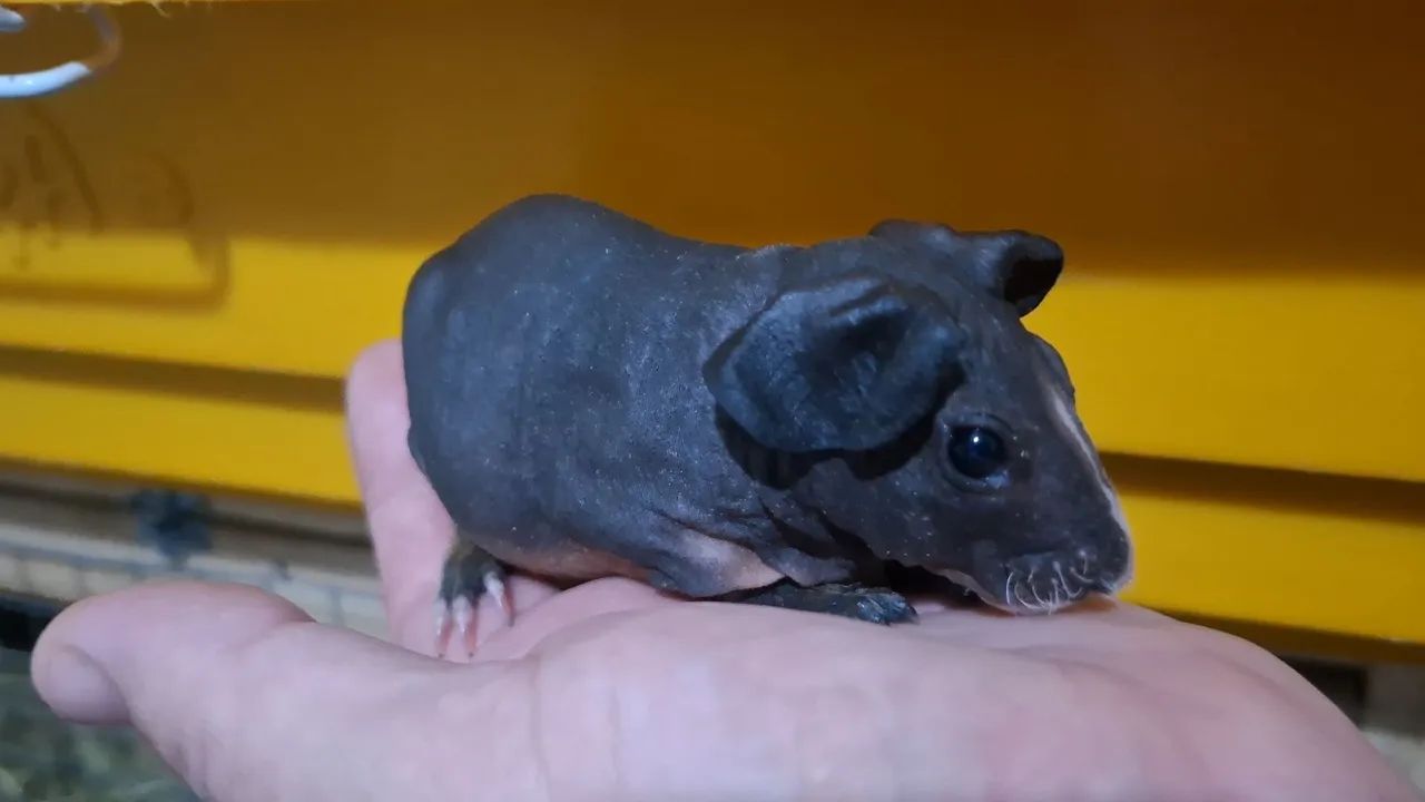 Porquinho da india skinny macho(reserva)