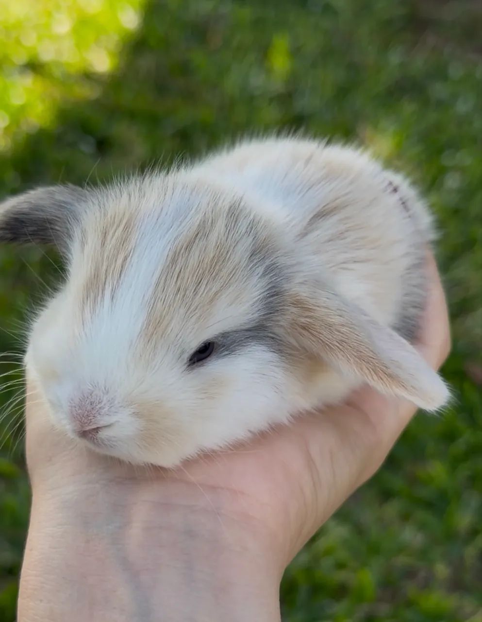 coelhinhos mini  - Foto 4