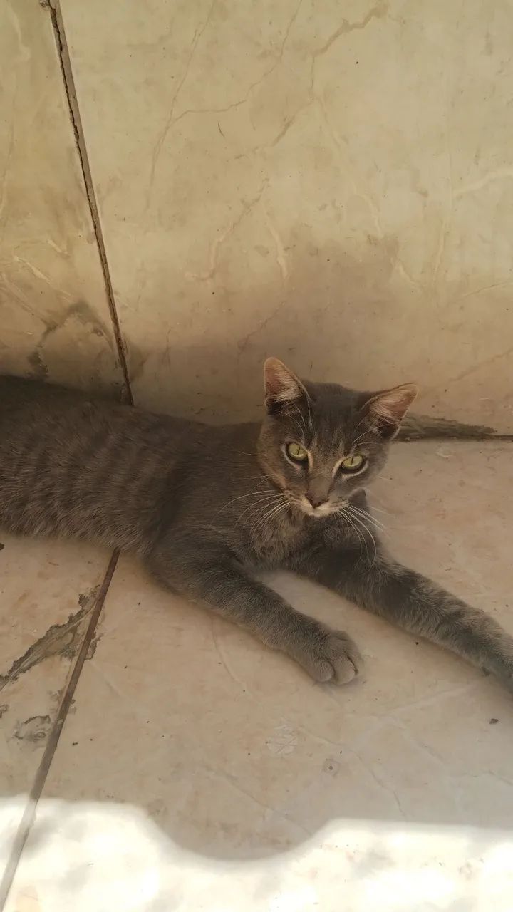 Gato para adoção 