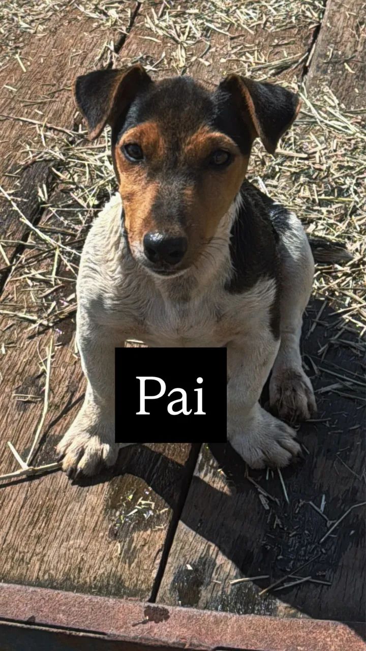 Jack russell terrier - Foto 2