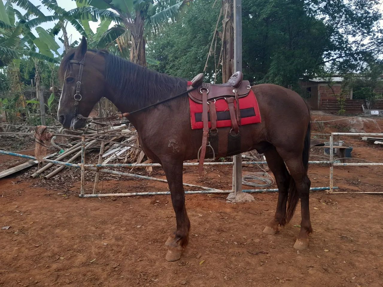 Cavalo menga larga machador  - Foto 3