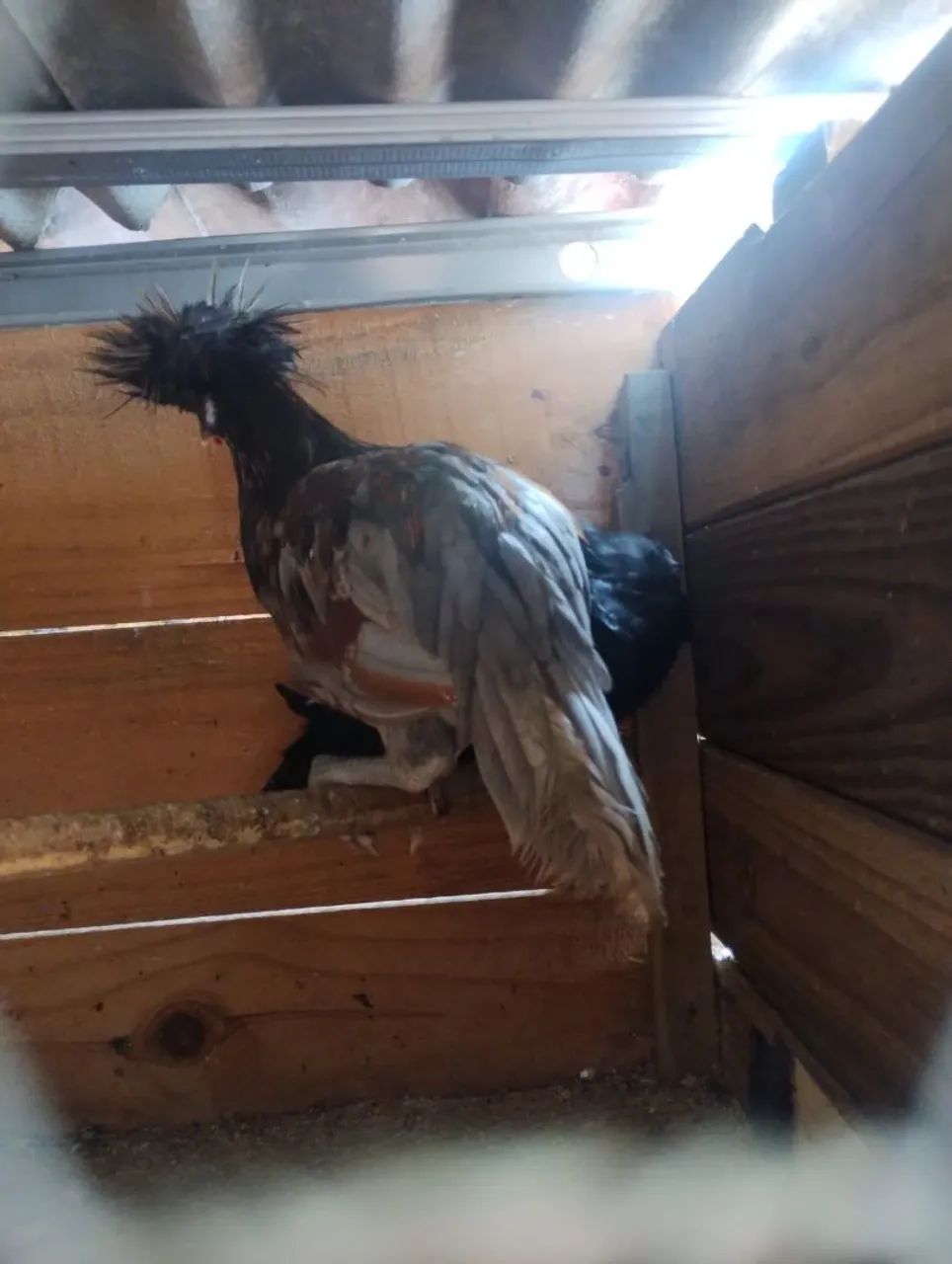 Vendo 2 polones machos - Foto 3