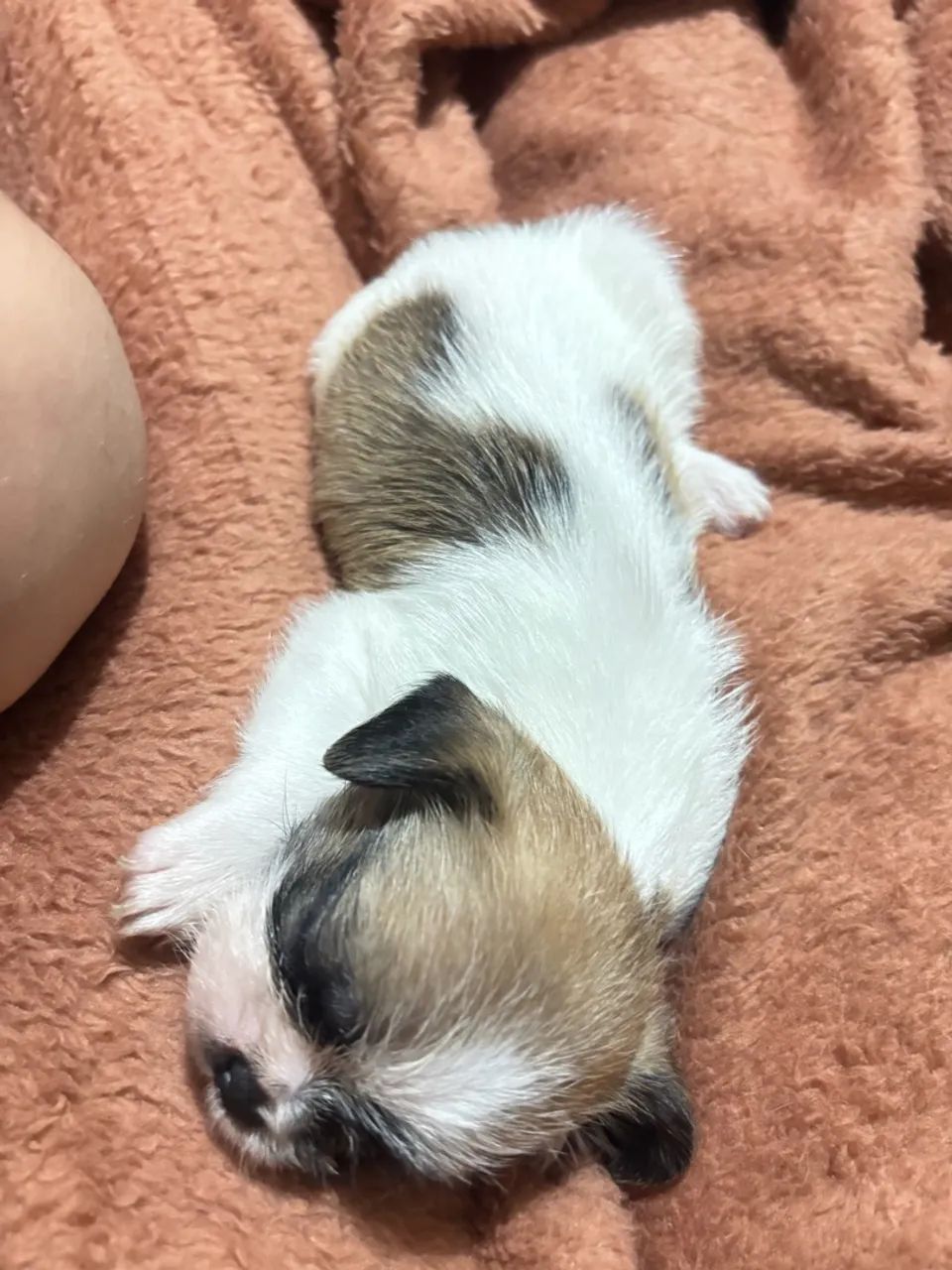 Cachorro  - Foto 2