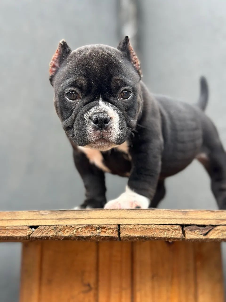 AMERICAN BULLY MICRO - FÊMEA  - Foto 5