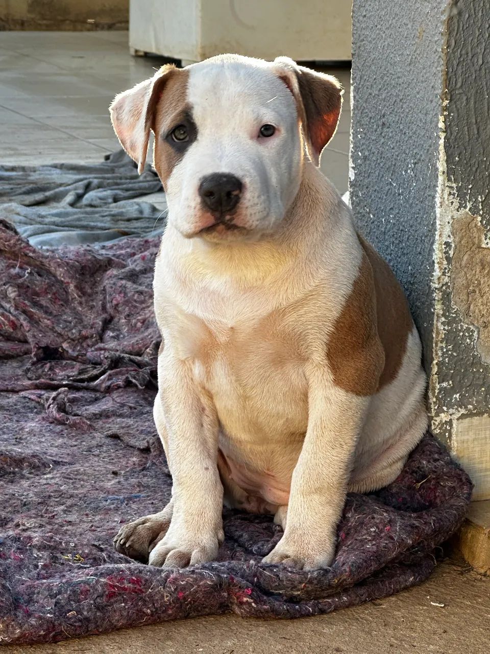 Pit monster com pedigree  - Foto 5