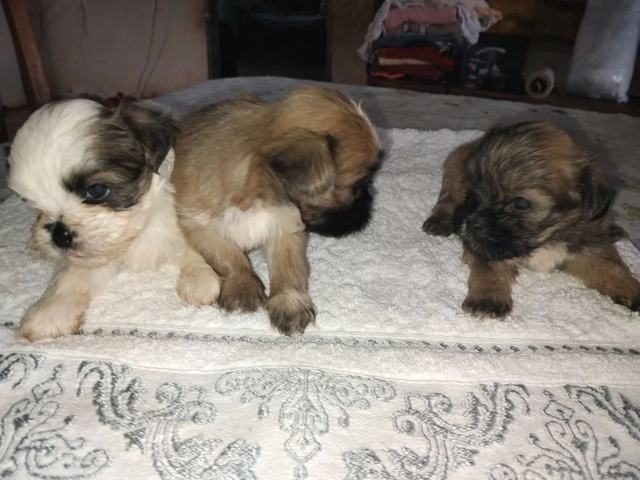 Cachorro  - Foto 3