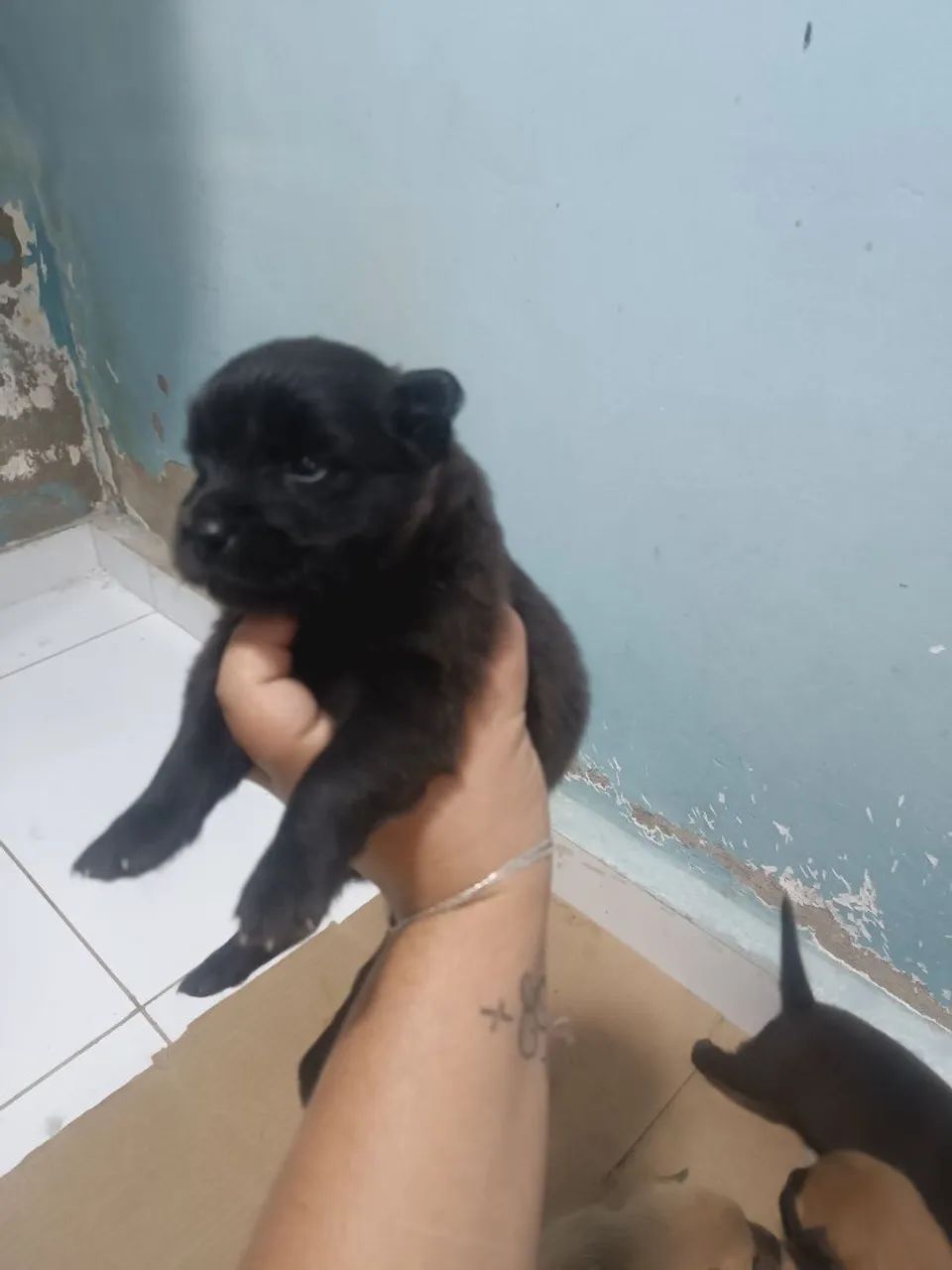 Cachorros - Foto 2