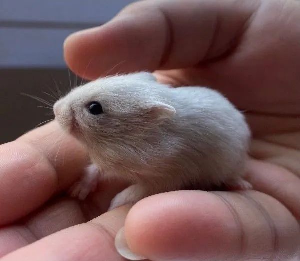 Kit Hamster Anão russo 